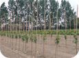 Research has shown that this density provides the most profitable production in our climate.