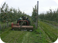 Most growers choose a row spacing that suits their machinery.