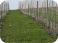 There are some successful plantings at more than 2000 trees/acre but this system requires much more management.